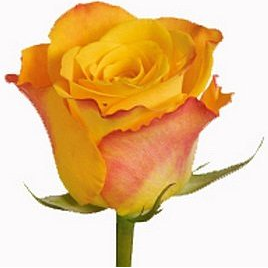 Роза оранжевая Марийо 50-60см Кения (KRK04) из Конструктор - Интернет магазин цветов ЭДЕМ в Хабаровске
