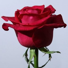 Роза бордовая Фуриоза 50-60см Кения (KRK05) из Конструктор - Интернет магазин цветов ЭДЕМ в Хабаровске