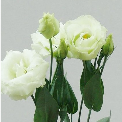Эустома (Лизиантус) белая 60см Голландия (KEG01) из Конструктор - Интернет магазин цветов ЭДЕМ в Хабаровске