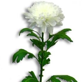 Хризантема белая 60см Голландия (KHOG01) из Конструктор - Интернет магазин цветов ЭДЕМ в Хабаровске