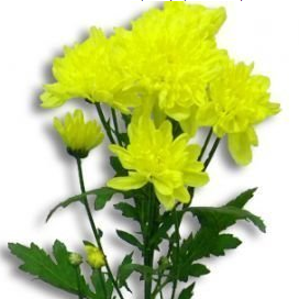 Хризантема кустовая желтая 60см Голландия (KHKG02) из Конструктор - Интернет магазин цветов ЭДЕМ в Хабаровске