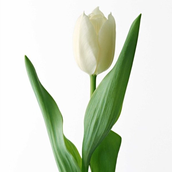 Тюльпан белый (KRT01) из Конструктор - Интернет магазин цветов ЭДЕМ в Хабаровске