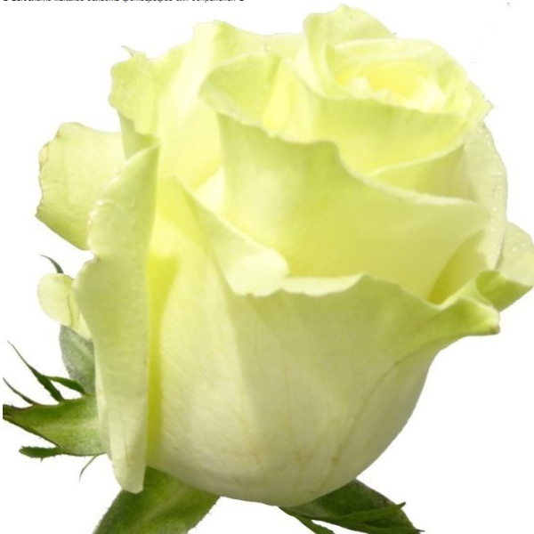 Роза белозеленая Мондиаль 60см Эквадор (KRE02) из Конструктор - Интернет магазин цветов ЭДЕМ в Хабаровске